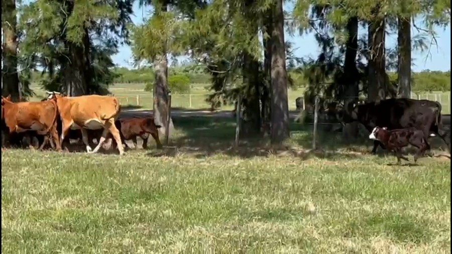 Lote 50 Piezas de cría en Young , Río Negro