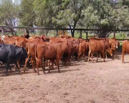 Lote 90 Terneros/as en Quimilí, Santiago del Estero