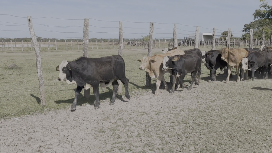 Lote 60 Terneros en Corrientes, San Luis del Palmar