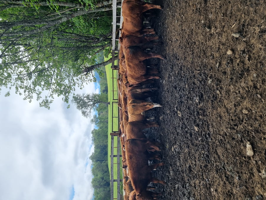 Lote 60 Ternero en Futrono, XIV Región Los Ríos