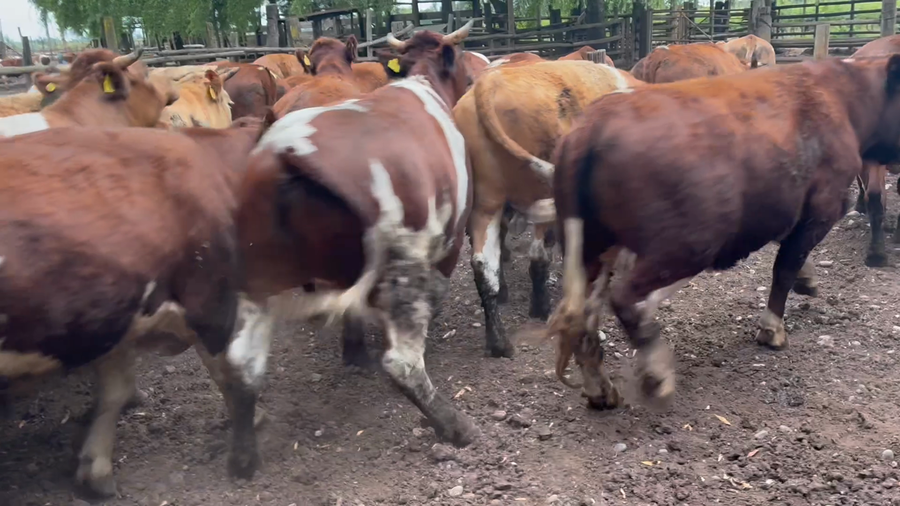 Lote 35 Novillo Gordo en Maule, VII  Región Maule