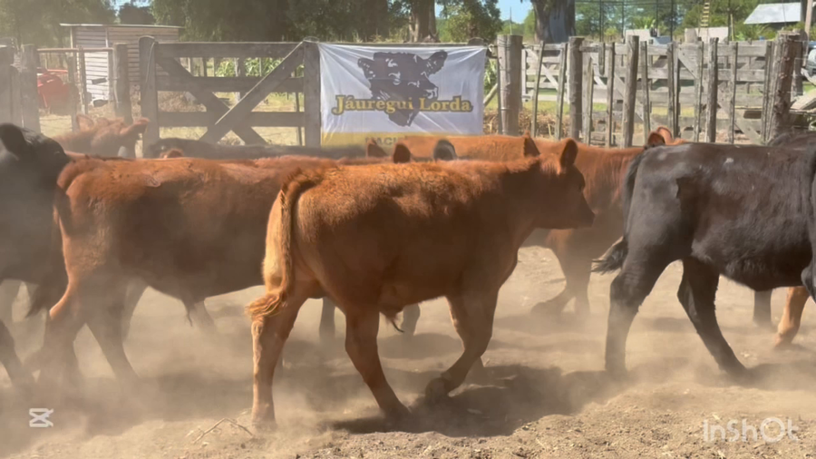 Lote 40 Terneros