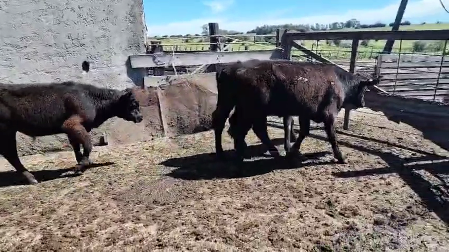 Lote 5 Terneros a remate en Pantalla Camy, San José