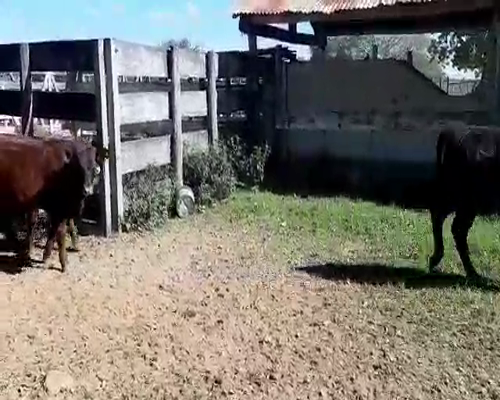Lote 100 Terneros en Gral. San Martín, Chaco