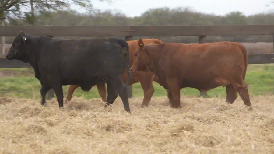 Lote Vaquillona preñada