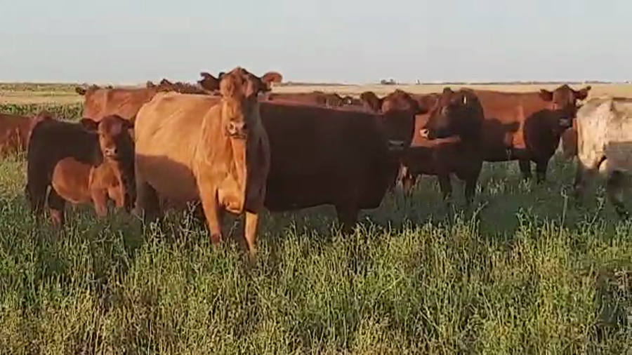 Lote 33 Vacas CUT preñadas en Pellegrini, Buenos Aires