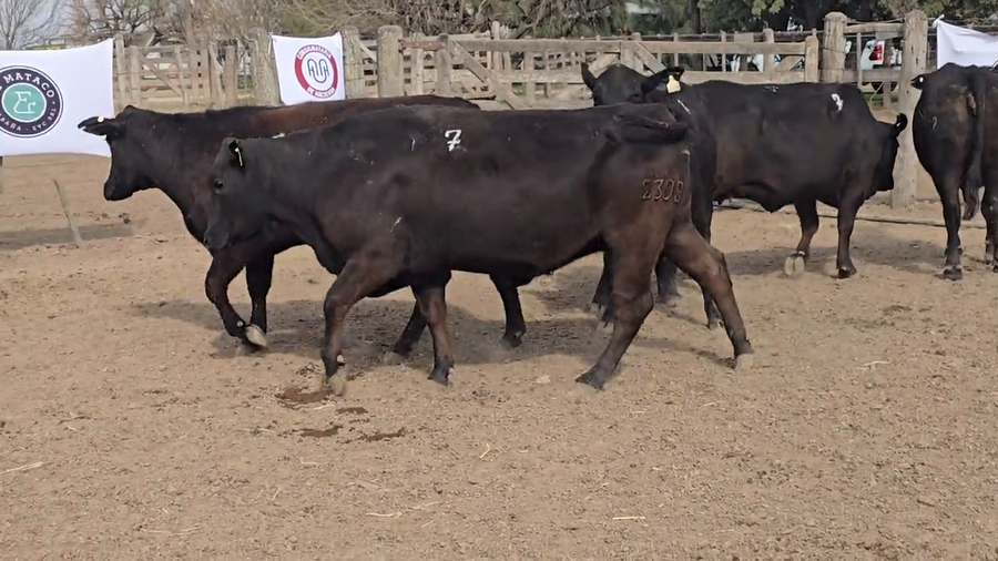 Lote Vacas de El Mataco
