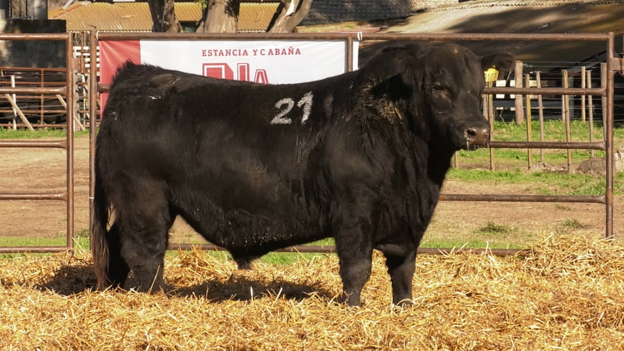 Lote TOROS ANGUS NEGROS PC