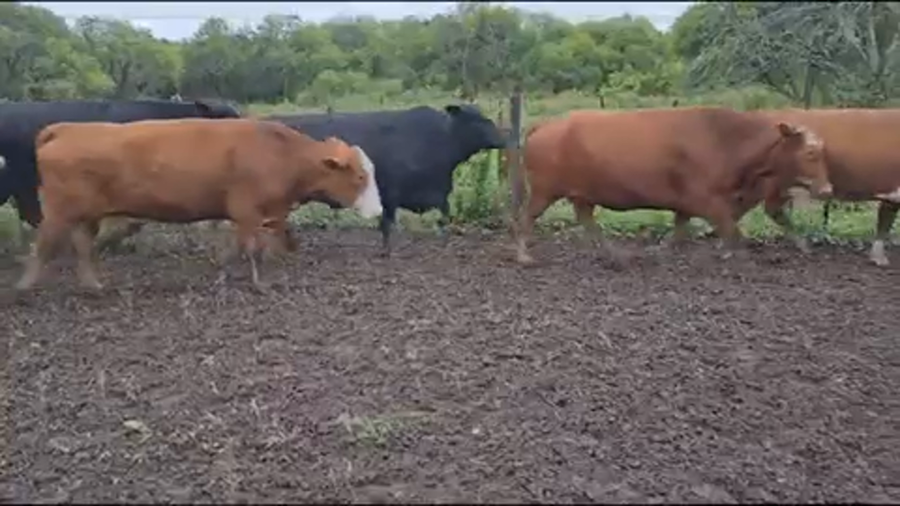 Lote 500 Vacas nuevas C/ cria en Pirané, Formosa