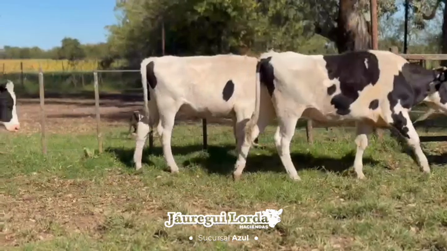 Lote 6 Novillo Holando