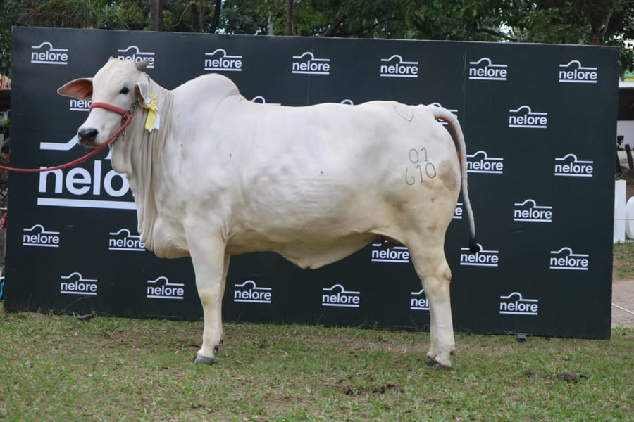 Lote Nelore a Bozal Expo Internacional 2022 RP 610- Lote 9