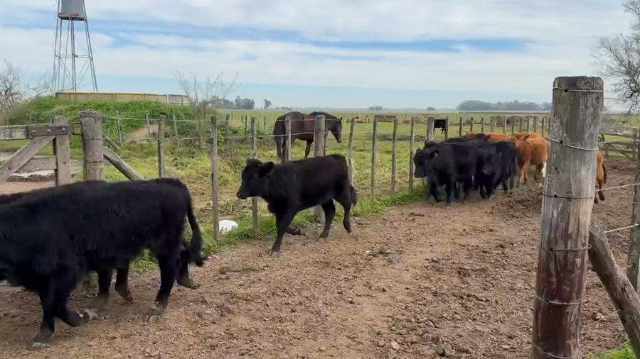Lote 20 Terneros/as