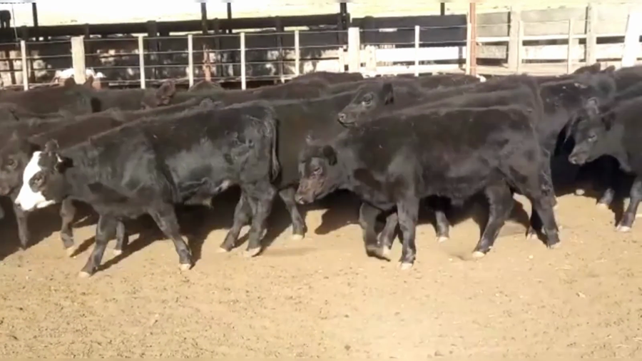 Lote 70 TERNS. MACHOS, CNEL. SUAREZ, PCIA. DE BS. AS.