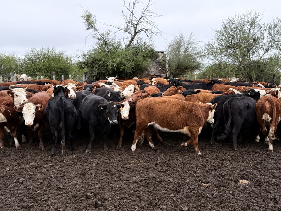 Lote Vaquillonas 2 años
