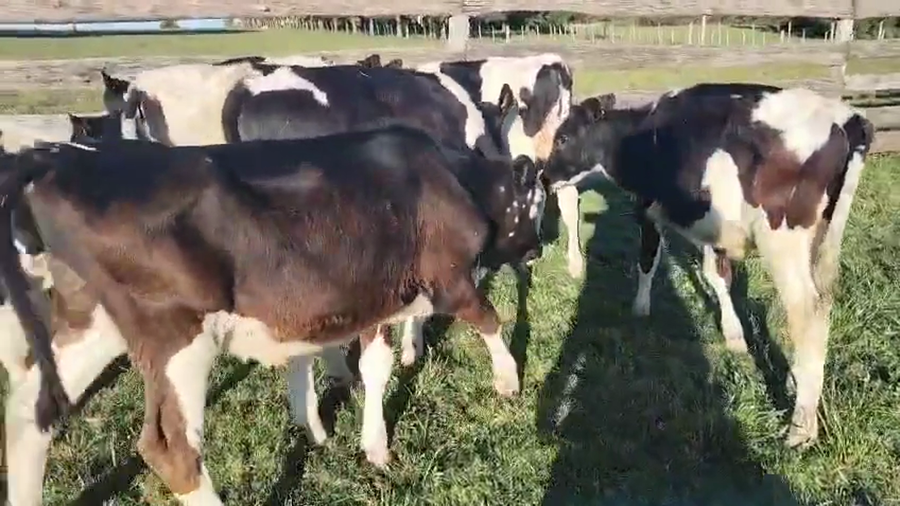 Lote 8 Terneros a remate en Pantalla Camy, San José