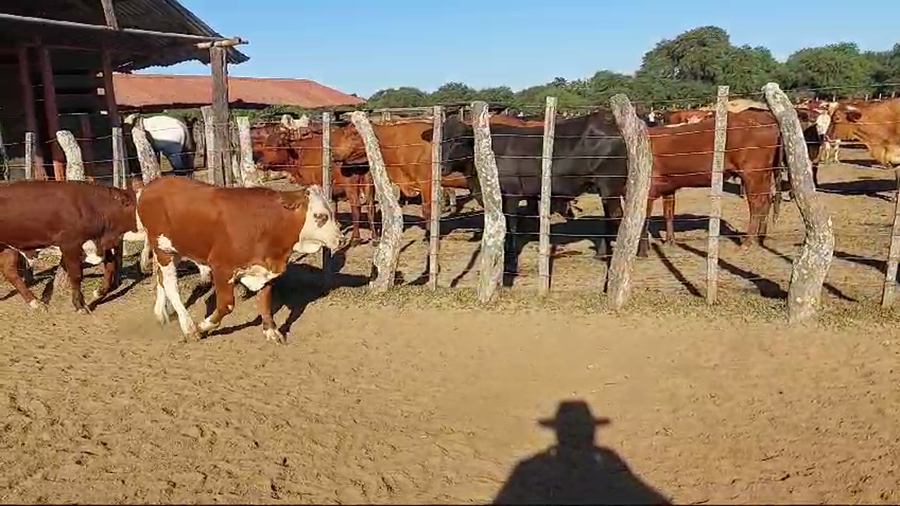 Lote 100 Terneros/as