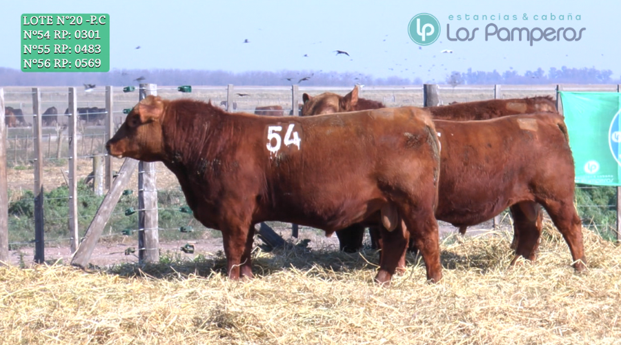 Lote TOROS PUROS CONTROLADOS