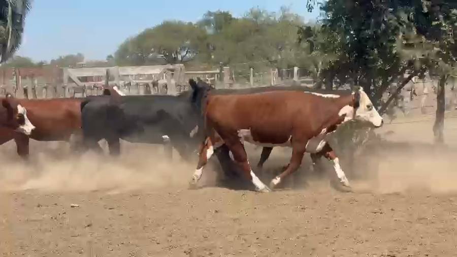 Lote 32 Vacas medio uso C/ gtia de preñez