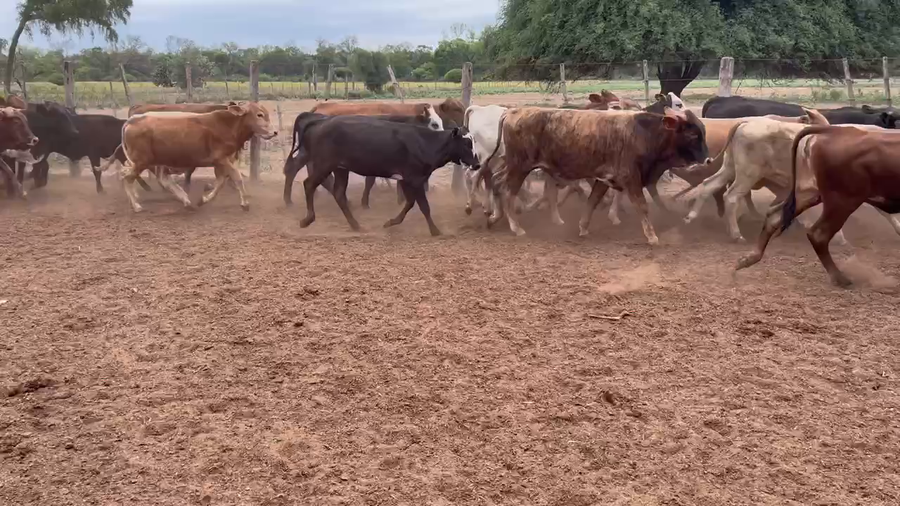 Lote 90 Novillitos y vaquillonas en Miraflores, Chaco
