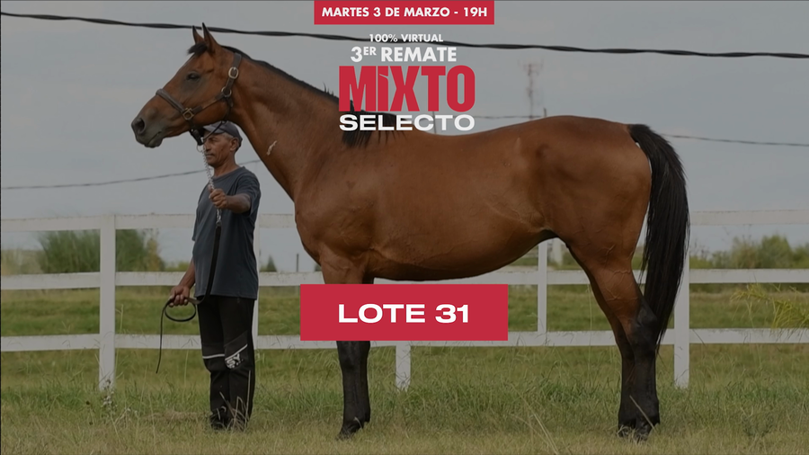 Lote TETRALOGIA (BRZ)