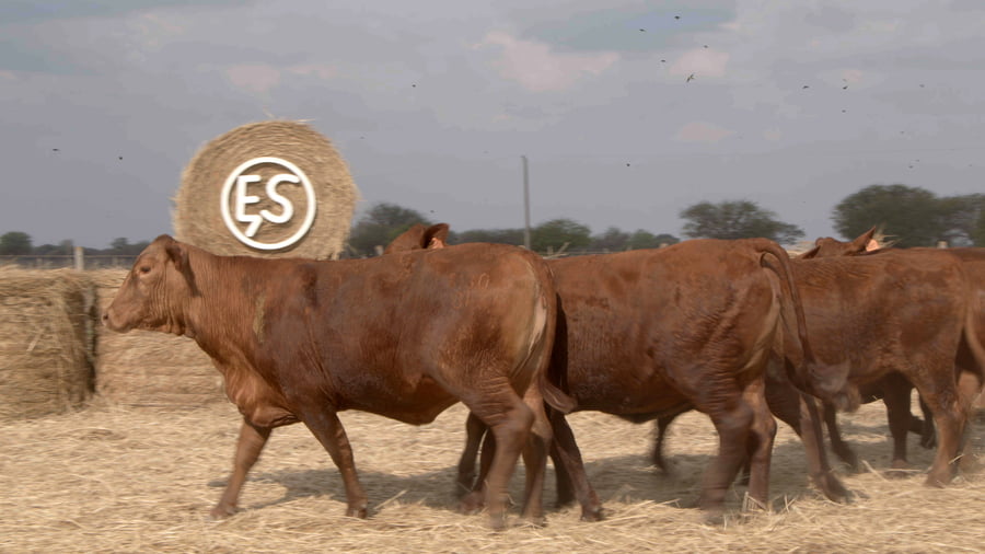 Lote Vaquillas CBO. 1 PREÑADAS