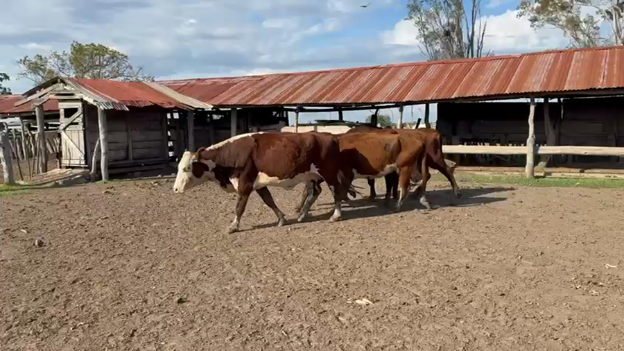 Lote 20 Vacas usadas preñadas en Corrientes, Mercedes