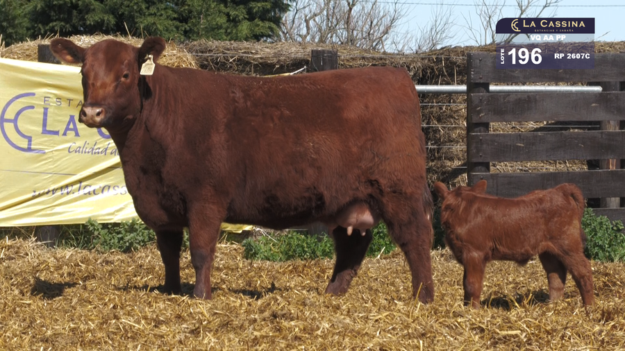 Lote VAQUILLONAS A. ANGUS PP