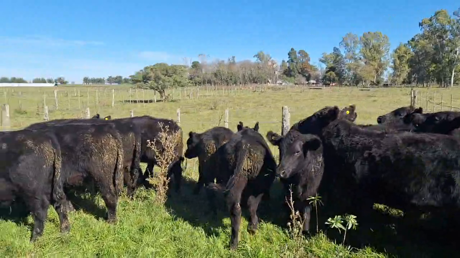 Lote 25 Terneros