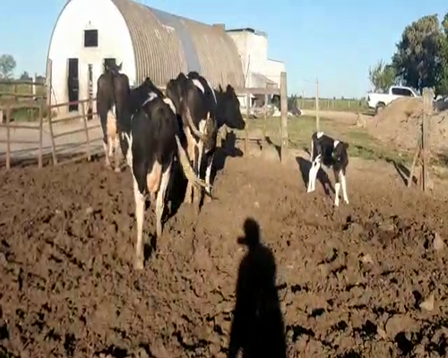 Lote 3 Vaca HOLANDO a remate en Remate Elite por Pantalla de Ganado Lechero 500kg - , San José