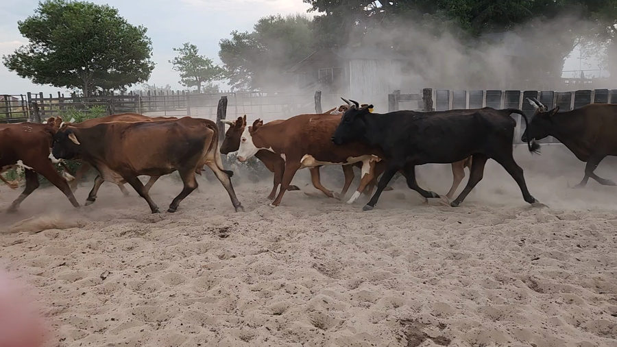 Lote 22 Vacas de invernar en Esquina, Corrientes