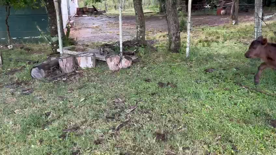 Lote 22 Piezas de cría