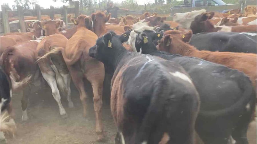 Lote 61 Vaquilla Engorda en Río Negro, X Región Los Lagos
