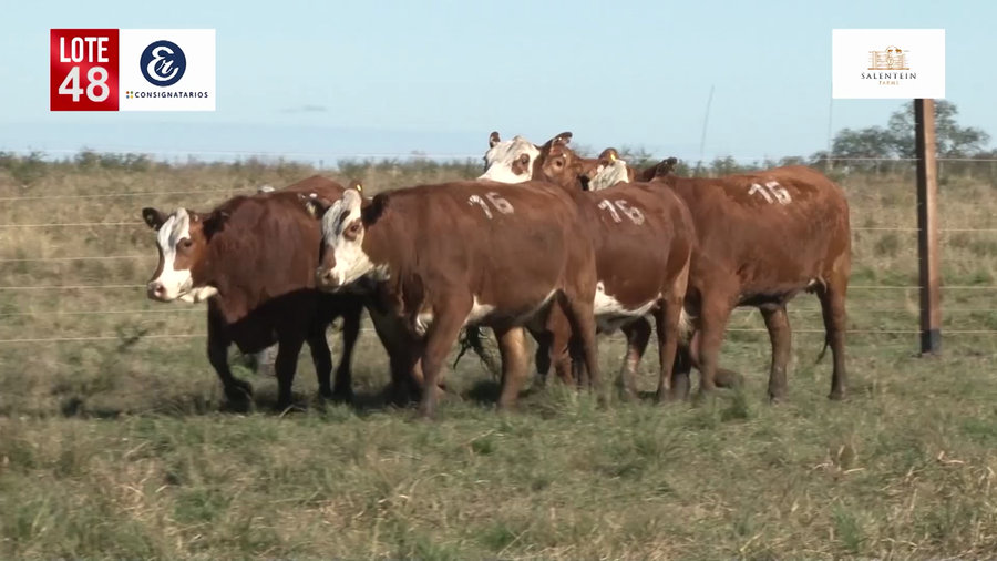 Lote Vaquillas Braford Planteleras Señal ´19-Preñadas IATF (17-12-2021) y Servicio Colectivo (27/12/21 al 05/02/22)