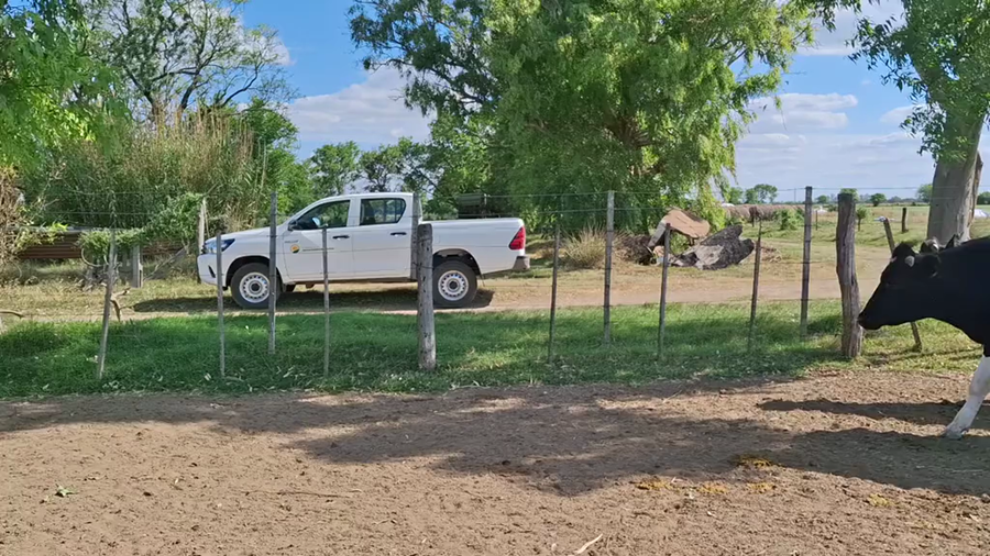 Lote 20 Novillos Holando Argentino en Sunchales, Santa Fe