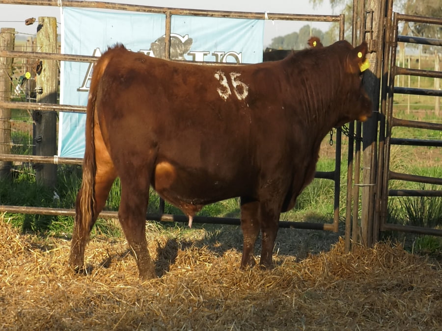 Lote TOROS ANGUS COLORADOS PC