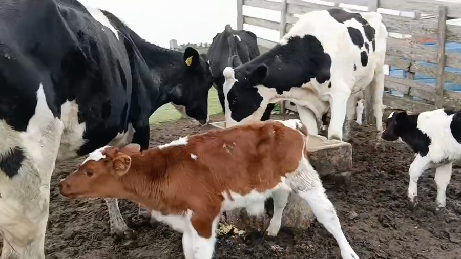 Lote 6 Piezas de cría a remate en Pantalla Camy, San José