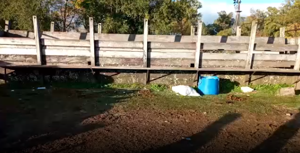 Lote 15 Novillos en Colonia