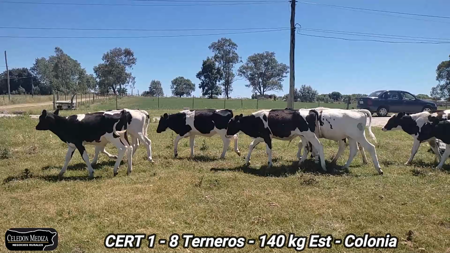 Lote 8 Terneros en Tarariras, Colonia