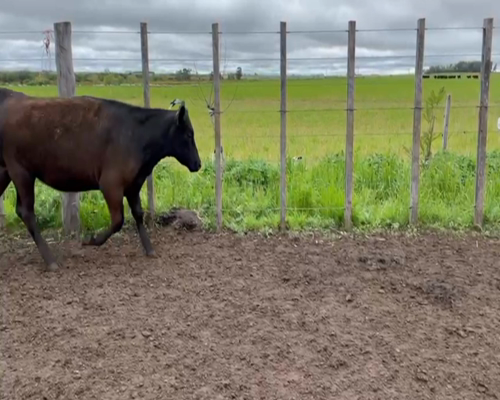 Lote 35 Terneras en Soriano