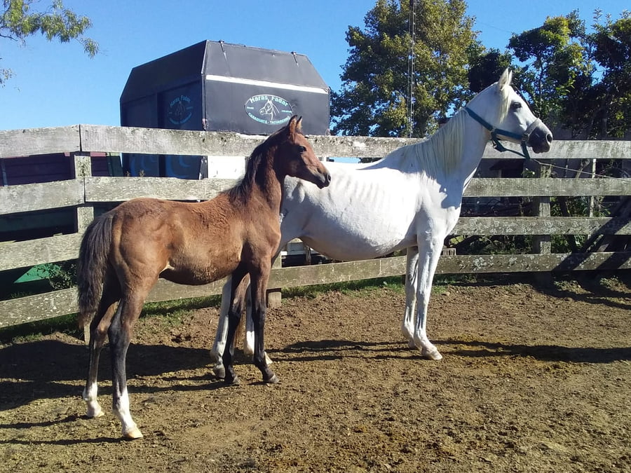 Lote 39 - Fadar Wind