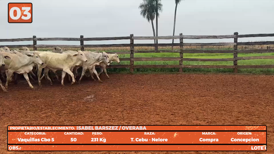 Lote LOTE 3