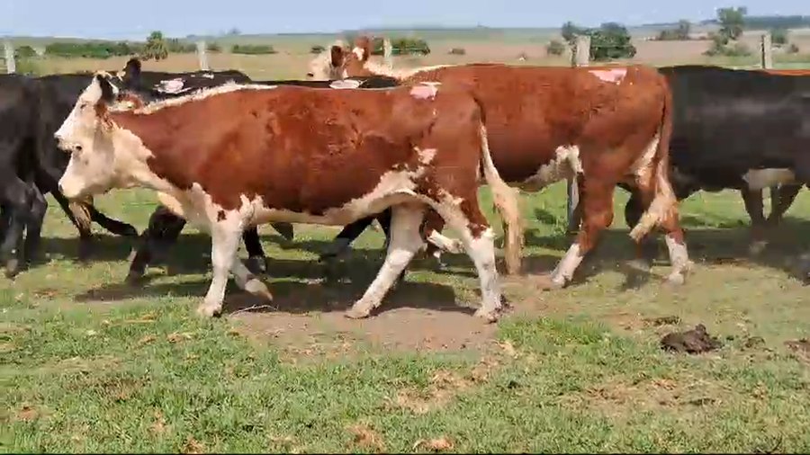 Lote 17 Vaquillonas  Hereford y Angus a remate en Pantalla Camy en Ruta 3 Km 120