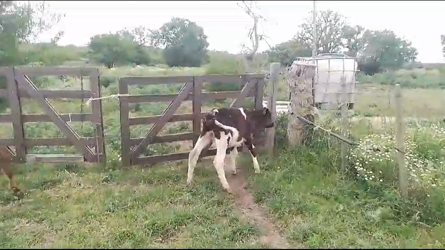 Lote (Vendido)10 Terneros Holando a remate en Pantalla Camy en Fagina