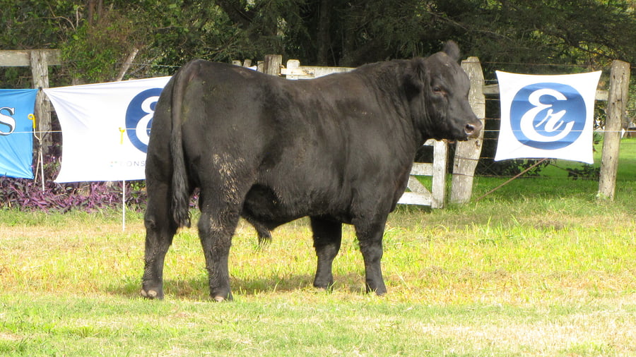 Lote CABAÑA COEMBOTÁ: RP 199