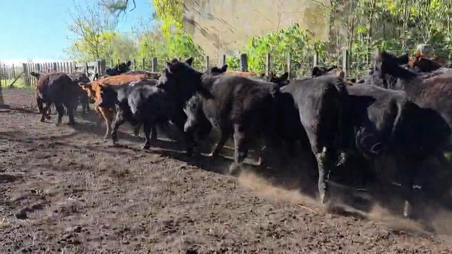 Lote 65 Vaquillonas en Buenos Aires, San Miguel del Monte