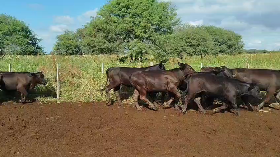 Lote 70 Terneros/as