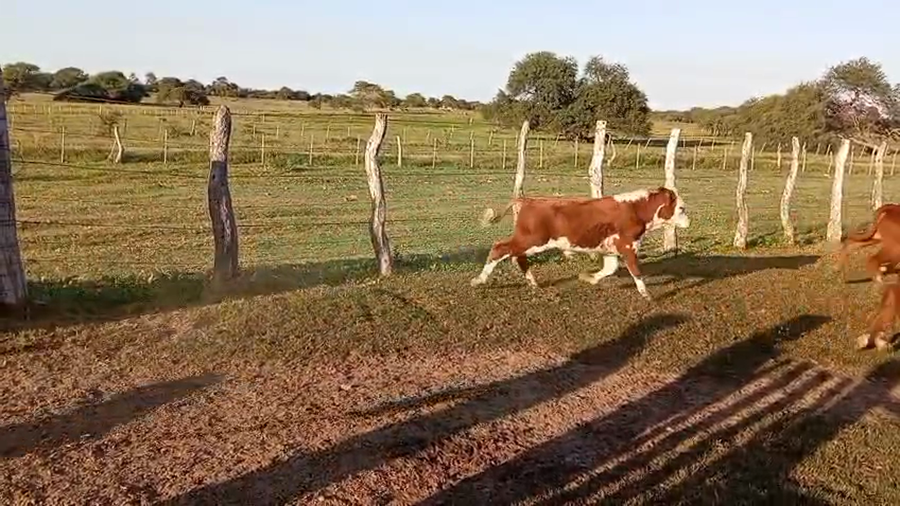 Lote 140 Terneros en Corrientes, Sauce