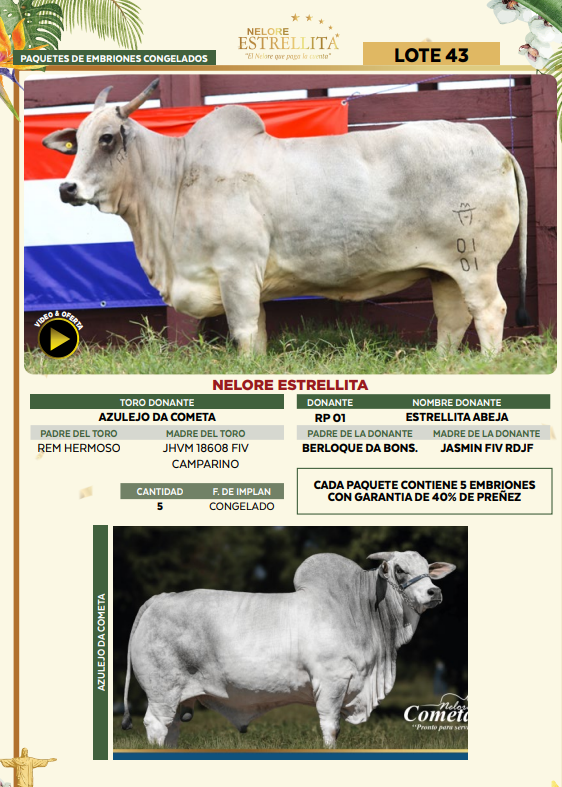 Lote LOTE 43