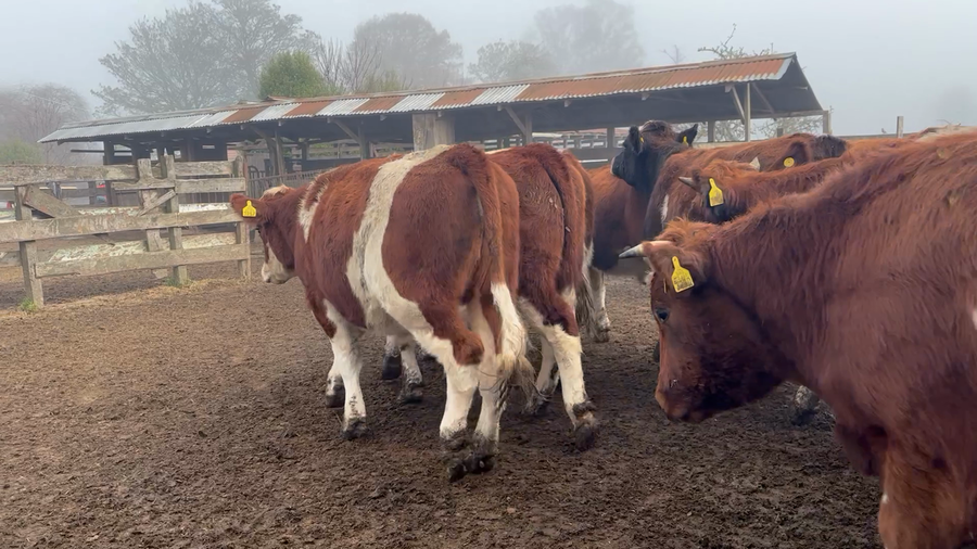 Lote 35 Novillo Engorda en Osorno, X Región Los Lagos