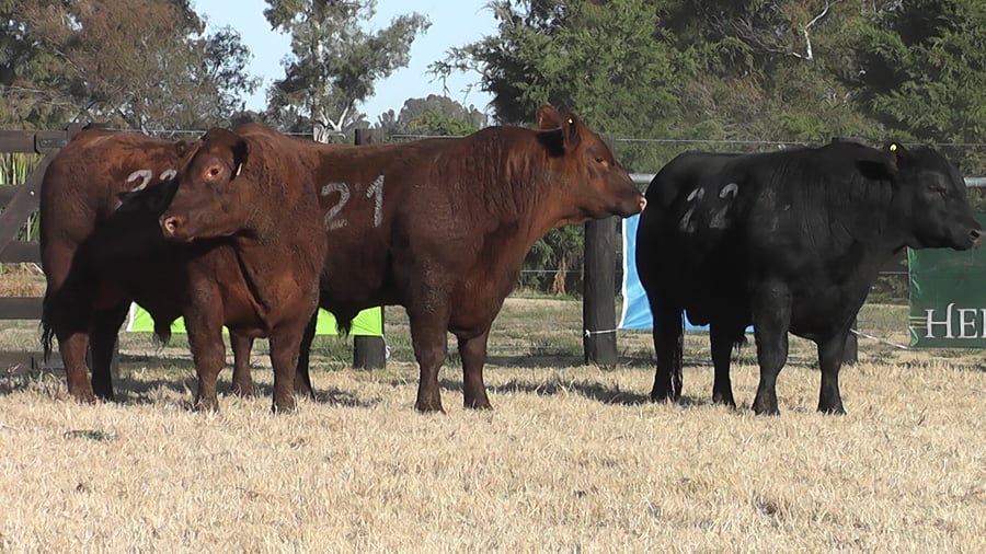 Lote TOROS ANGUS PC
